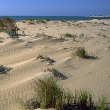Litorali sabbiosi