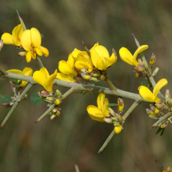 Macchia Mediterranea